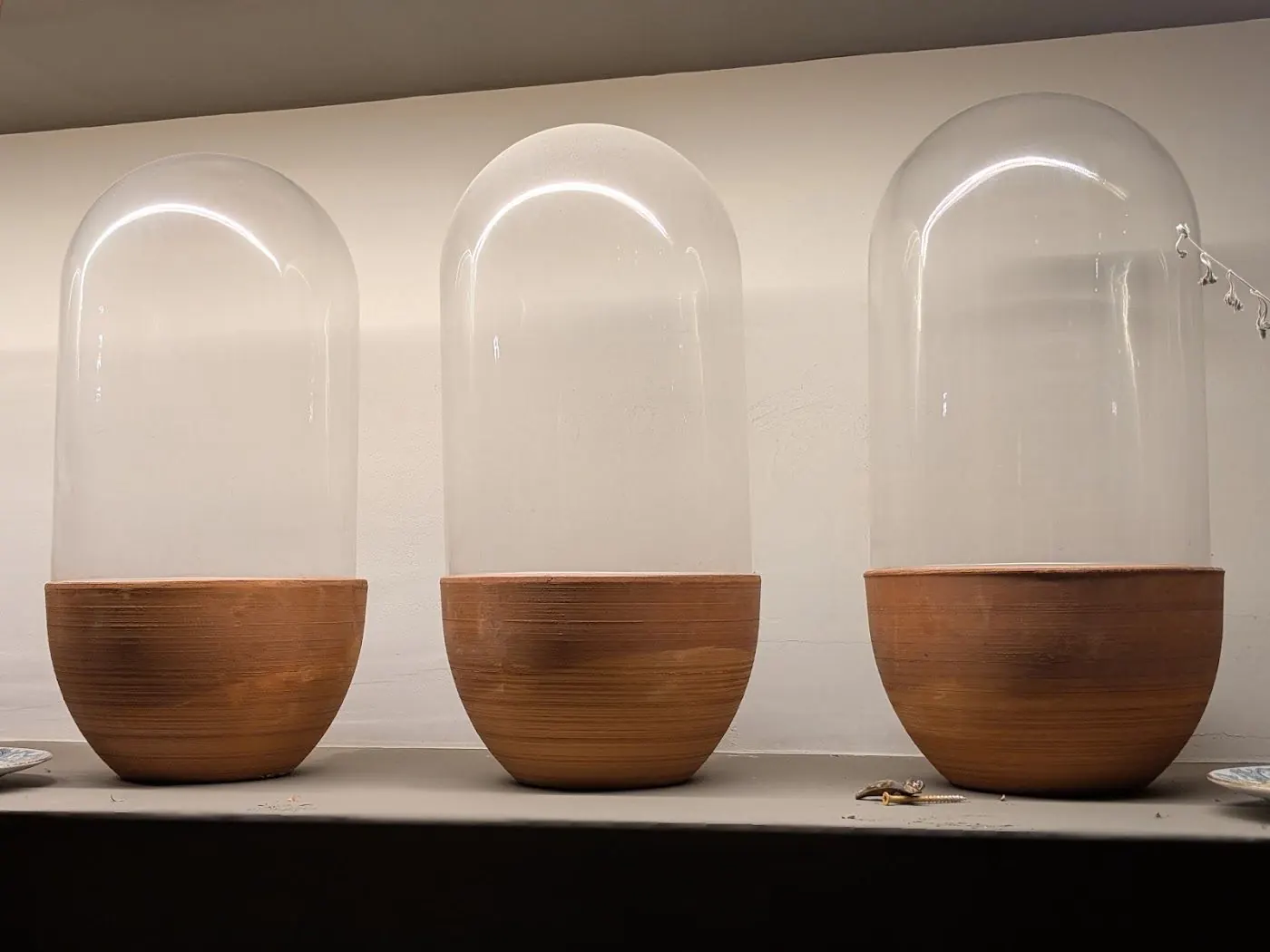Three glass cloches on terracotta bases on a lit shelf