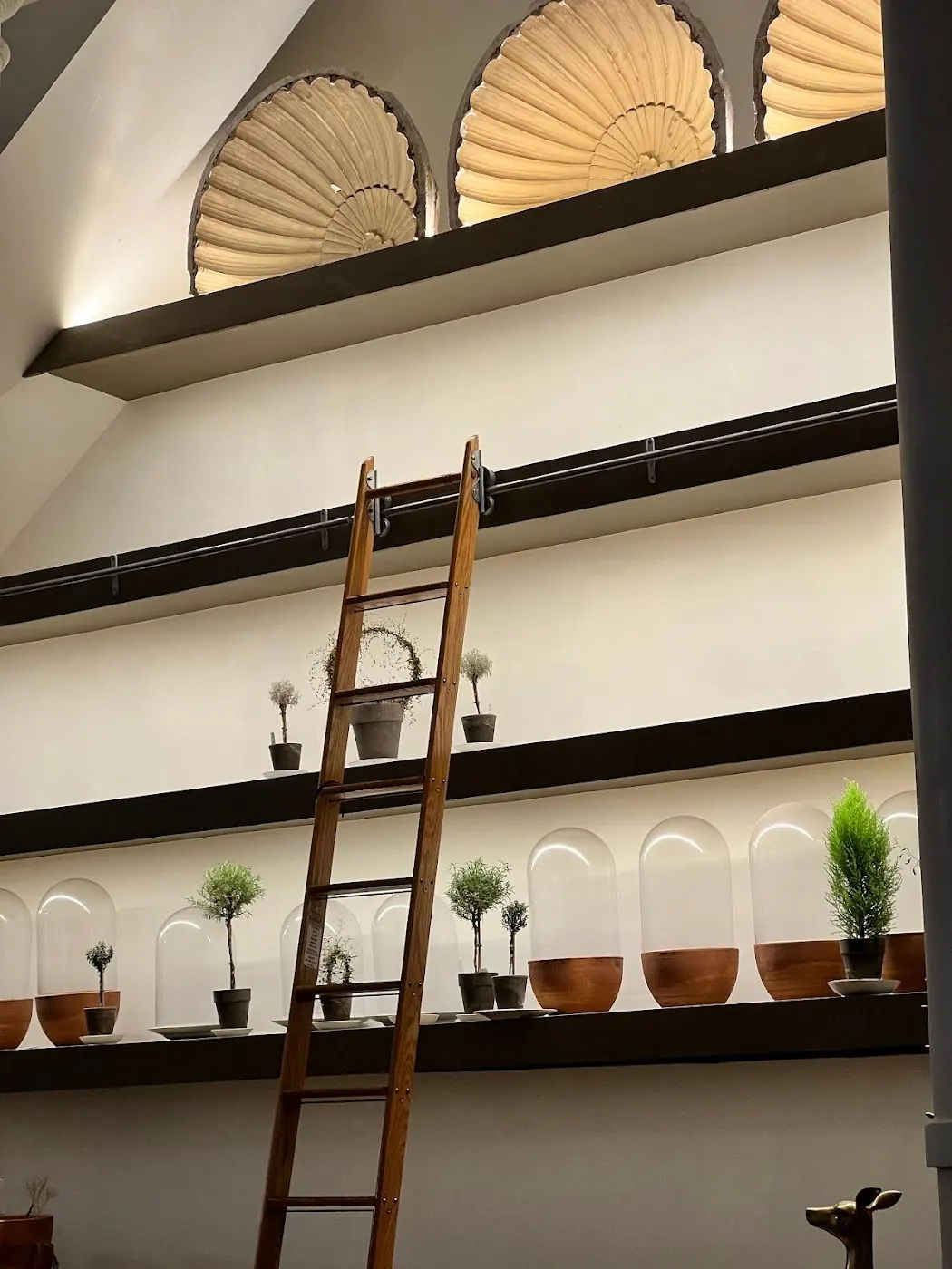 Lit shelves of small potted topiaries under carved shell niches, with a wooden library ladder